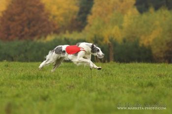 Křídlovka Bistkupstwo